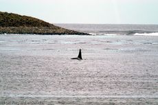 Orca (21 von 59).jpg